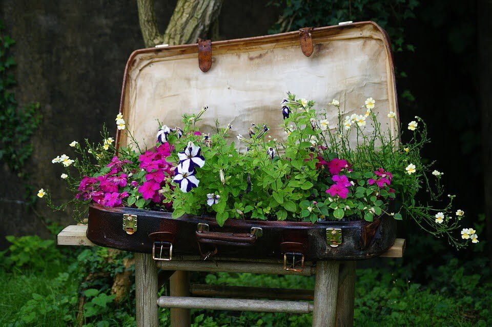 Repurpose a Suitcase as a Quirky Planter